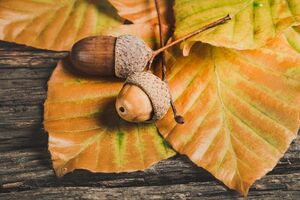 Herbstferien