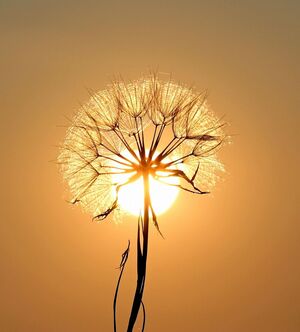 Sonne Hitze